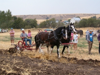 Rocky giving a plowing demonstration